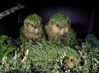 Kakaporare01.jpg
