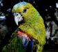 Indigo-winged Parrot(rare)02.jpg