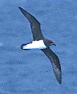 Magenta Petrel(rare)02.jpg