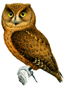 Moheli Scops-owlrare01.gif