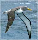 Chatham Albatross(rare)03.jpg