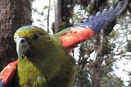 Indigo-winged Parrot(rare)03.jpg