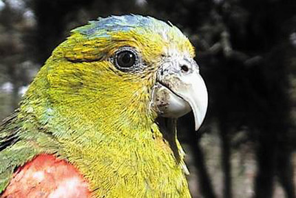 Indigo-winged Parrot(rare)04.jpg
