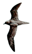 Fiji Petrel(rare)02.gif