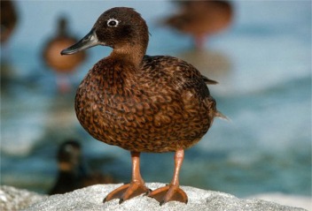 Laysan Teal Anas laysanensis(rare)04.jpg