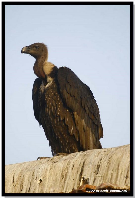Indian Vulture Gyps indicus(rare)03.jpg