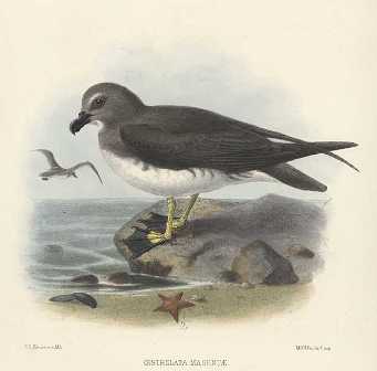 Magenta Petrel(rare)03.jpg