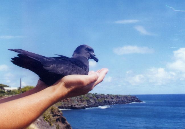 Mascarene Petrel(rare)01.jpg