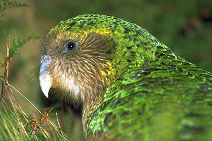 Kakaporare08.jpg