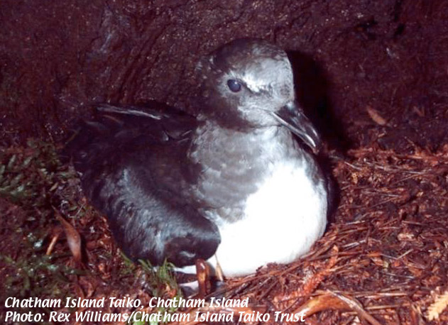 Magenta Petrel(rare)04.jpg