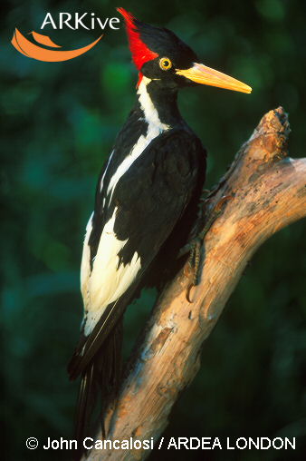 Ivory-billed Woodpeckerrare01.jpg
