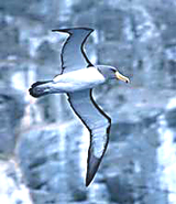 Chatham Albatross(rare)04.jpg