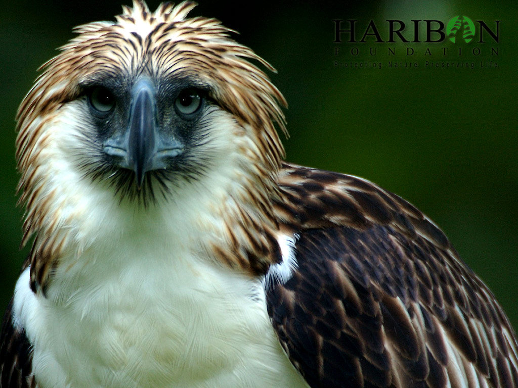 Philippine Eaglerare04.jpg