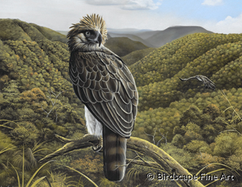 Philippine Eaglerare02.jpg