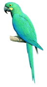 ǳ̽ Glaucous Macawrare02.gif