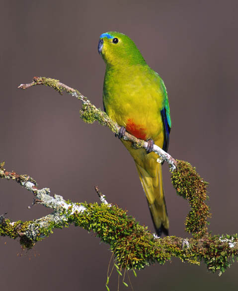 Orange-bellied Parrotrare02.jpg