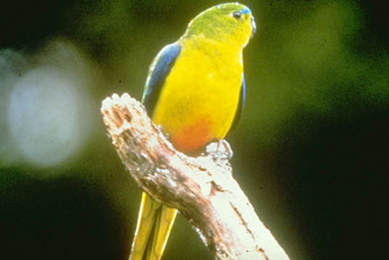 Orange-bellied Parrotrare04.jpg