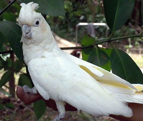 Philippine Cockatoorare04.gif