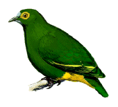 Negros Fruit-dove Ptilinopus arcanusrare01.gif