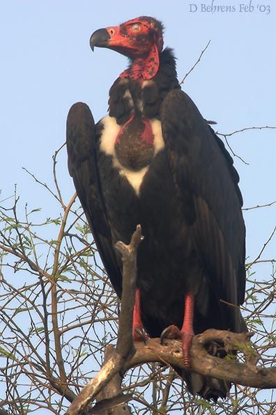 Red-headed Vulturerare04.jpg
