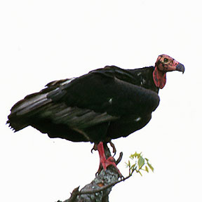 Red-headed Vulturerare02.jpg