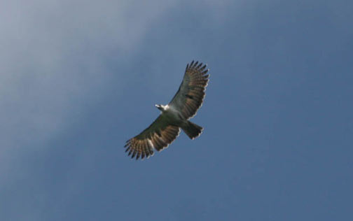 Philippine Eaglerare06.jpg