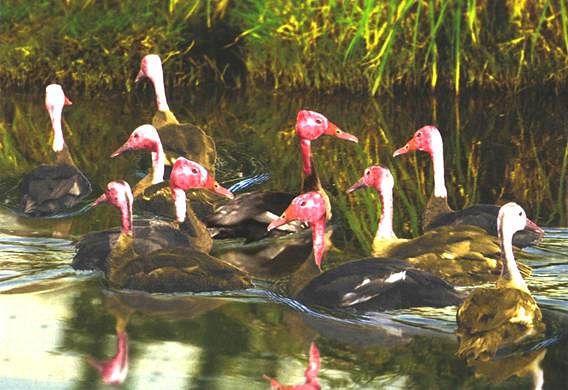 Pink-headed Duck(rare)01.jpg