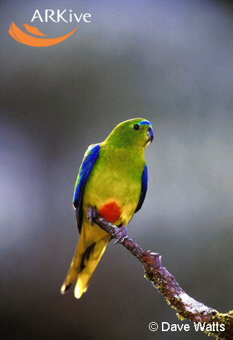 Orange-bellied Parrotrare05.jpg