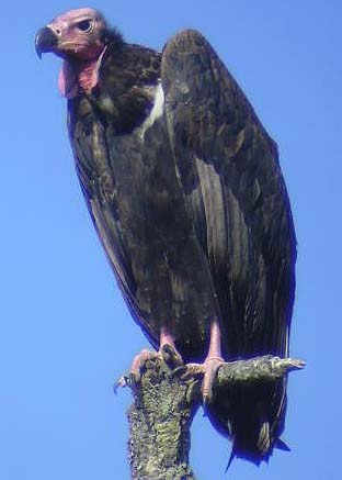 Red-headed Vulturerare01.jpg