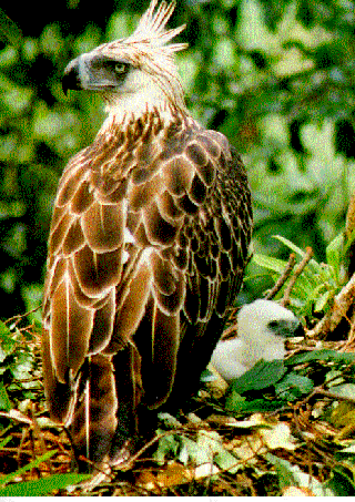 Philippine Eaglerare01.gif