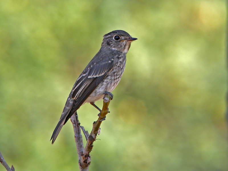 20040918 tianjin xigu birds.jpg