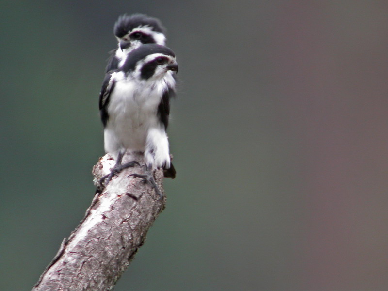 20041026 wuyuan birds2.jpg