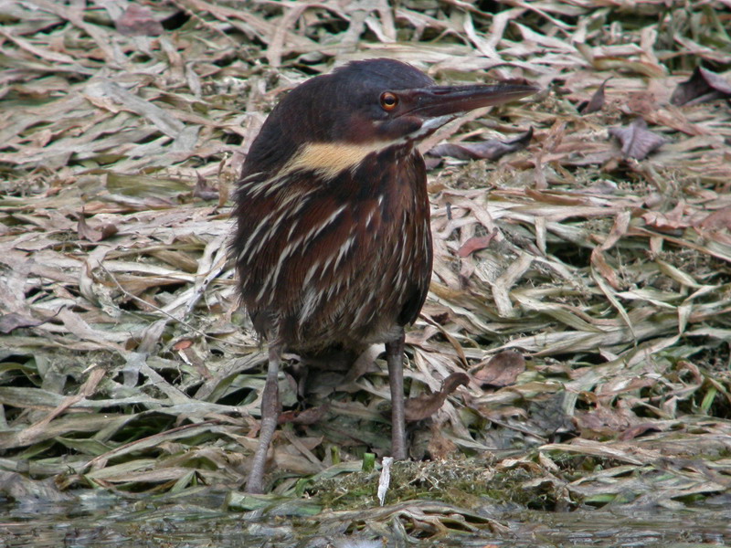 20041026 wuyuan birds.jpg