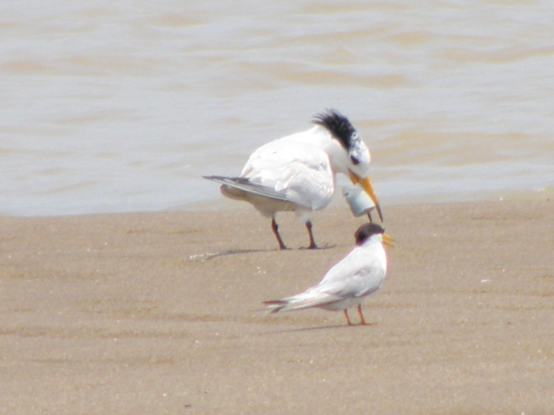 �һ��о���