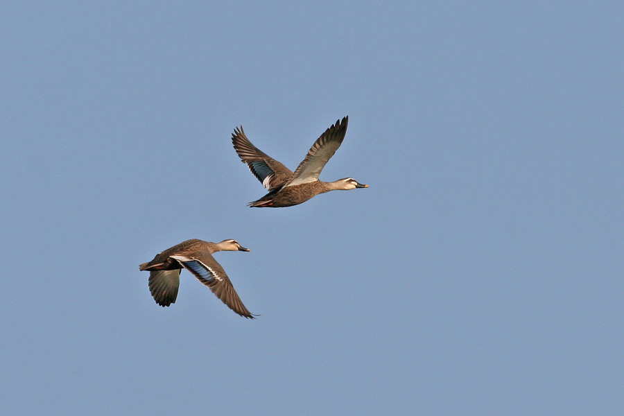 20070101 xiamen birds (8).jpg