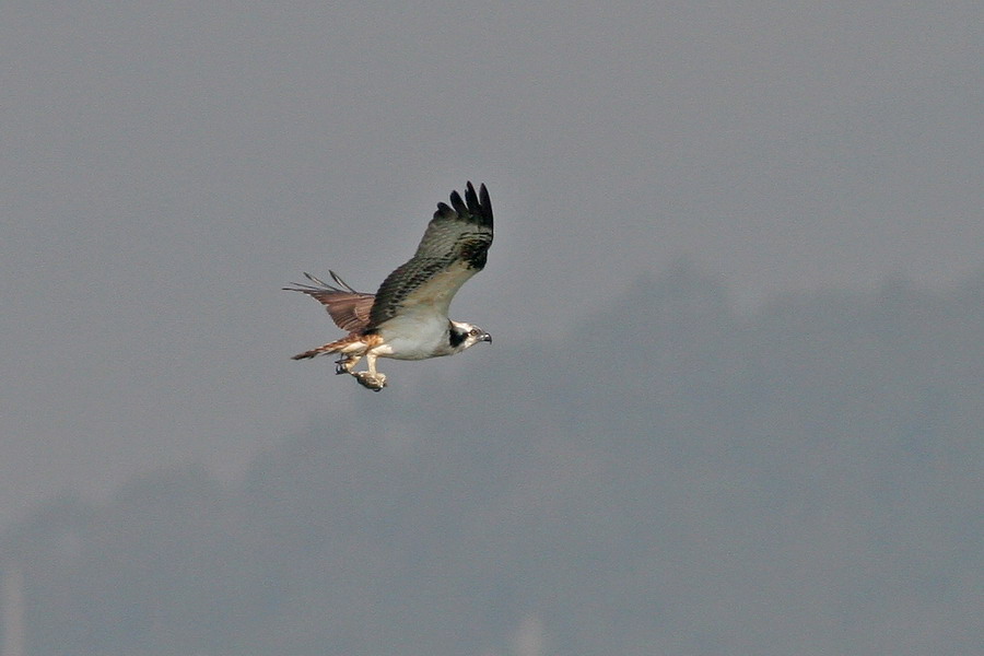 20070101 xiamen birds (5).jpg