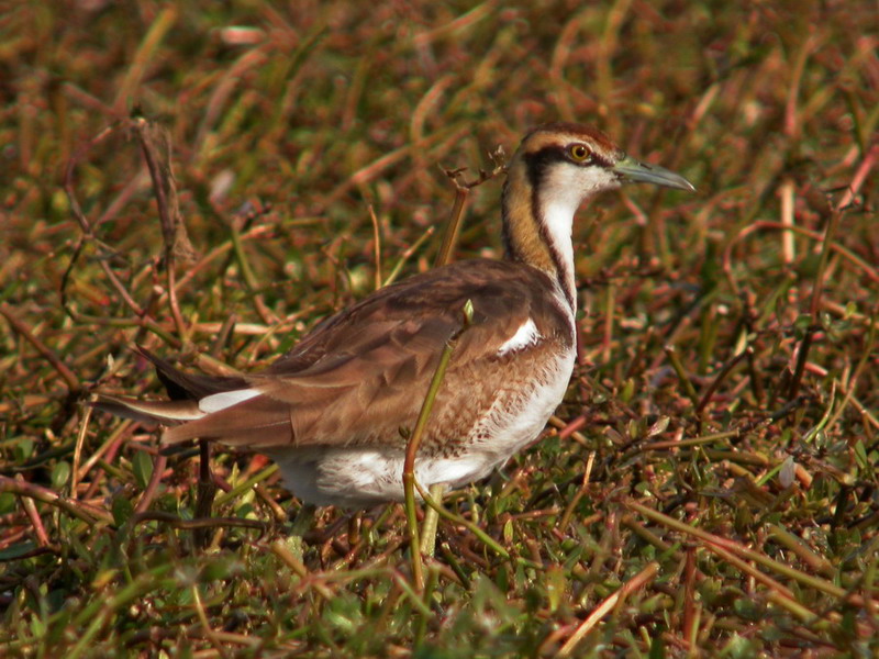 20070101 xiamen birds (2).jpg