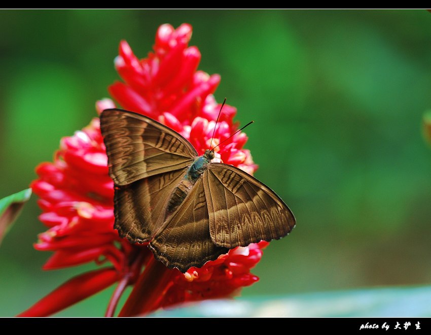 ڔM͐ Junonia iphita.jpg