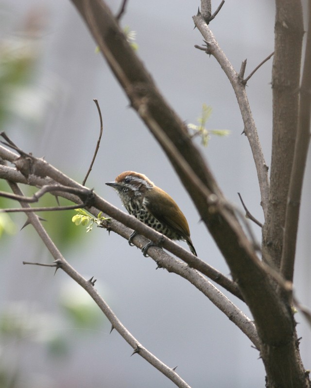 �߼���ľ��