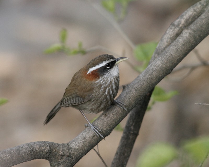 �ؾ�������