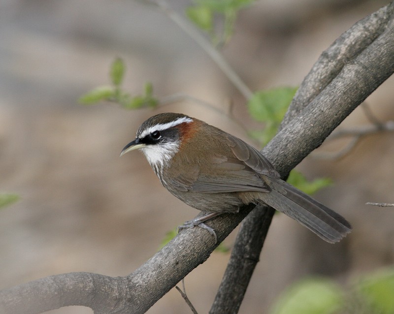 �ؾ�������