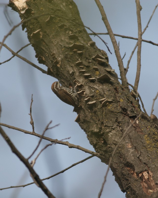 �߼���ľ��