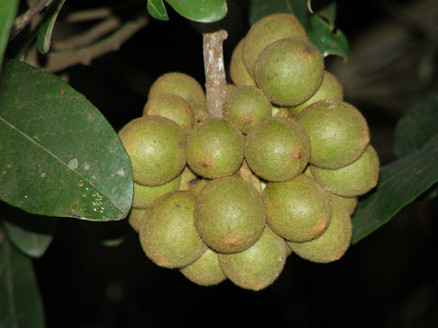 �����ѡ�