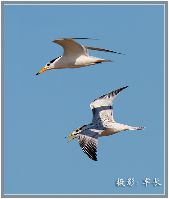 лл������pp