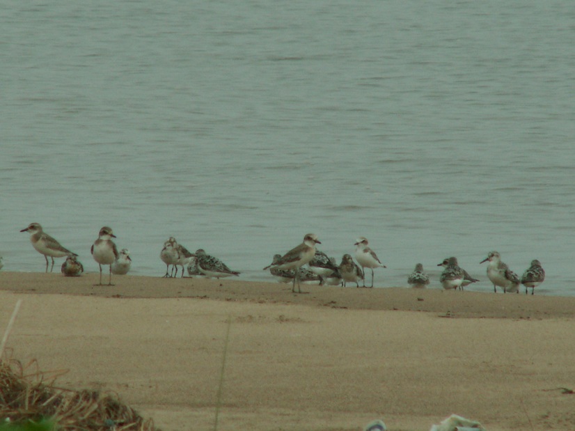 ��Ȼ�����ܲ�����ӻ���Ҫ����ȥ��