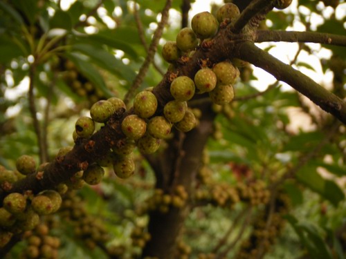 DSCF3634.jpg