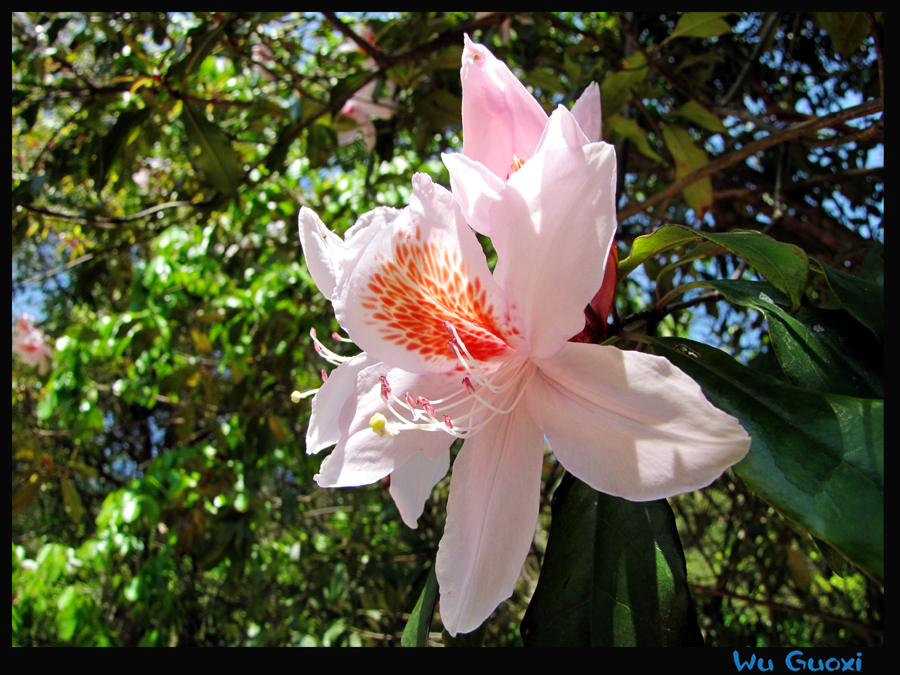 Rhododendron westlandii.jpg