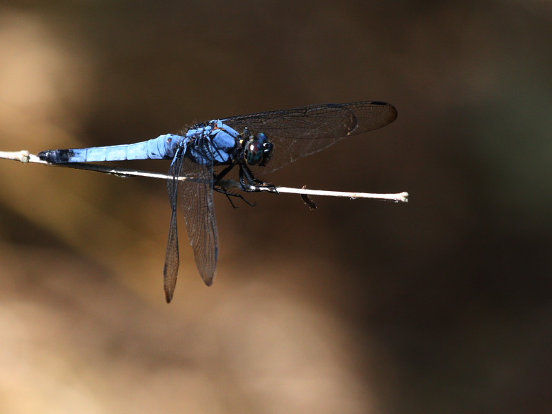 DPP_4970.JPG