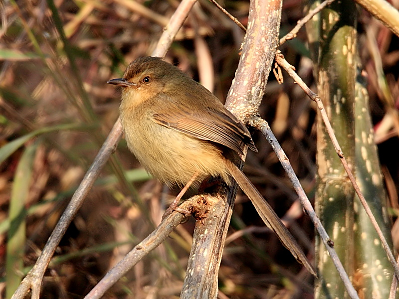 DPP_6955_1.jpg