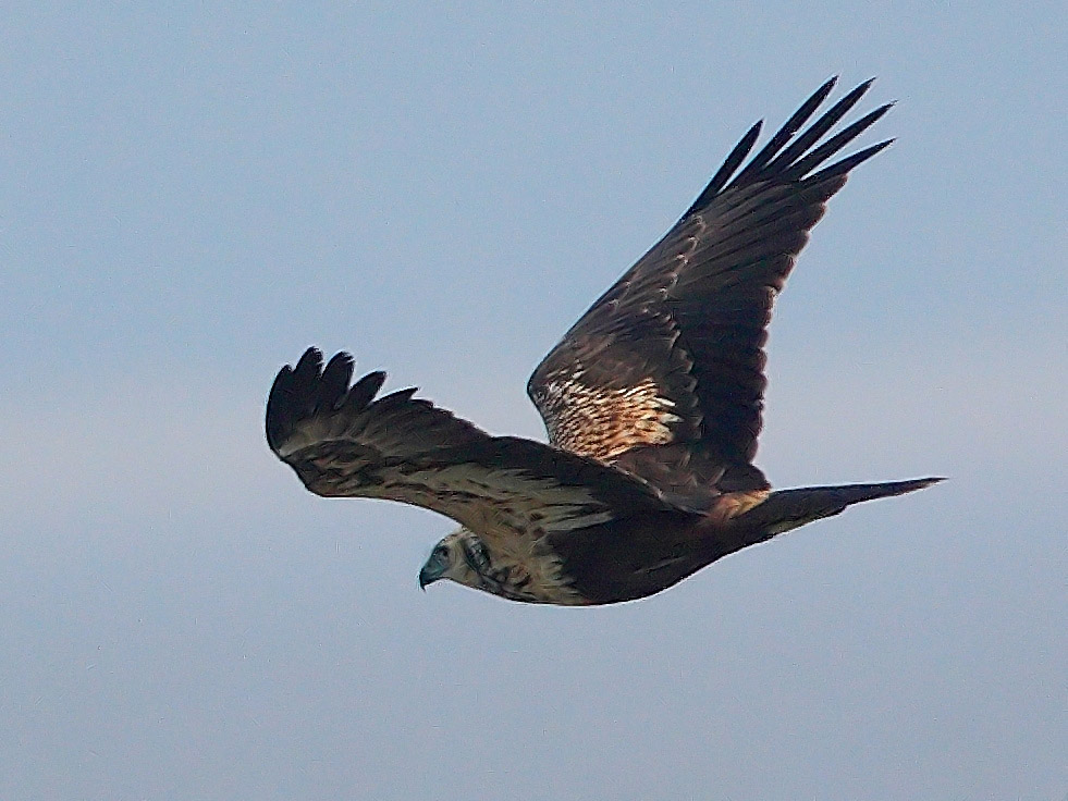 DPP_6768_2.jpg